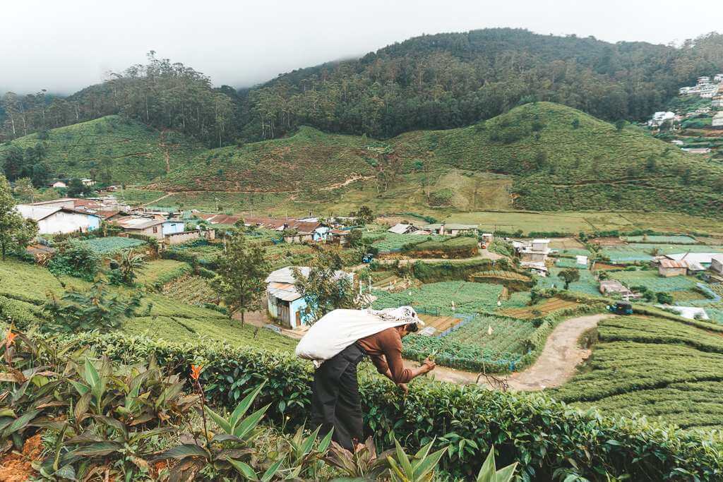 Tea plantations near Kandy